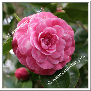 Camellia Japonica 'Storyi'