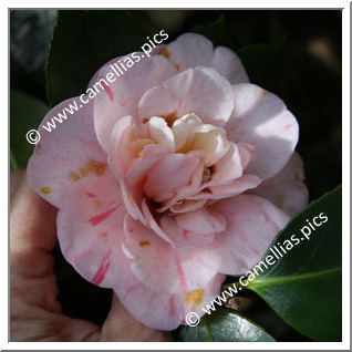 Camellia Japonica 'Strawberry Blonde'