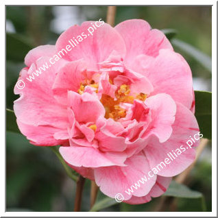 Camellia Japonica 'Strawberry Parfait'