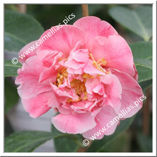 Camellia Japonica 'Strawberry Parfait'