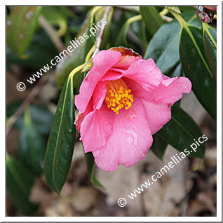 Camellia Botanique 'C. subintegra'