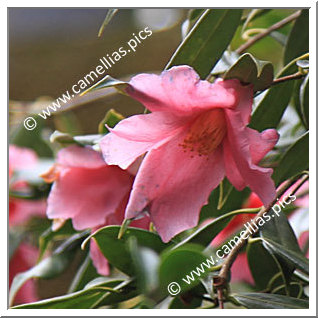 Camellia Botanique C. subintegra