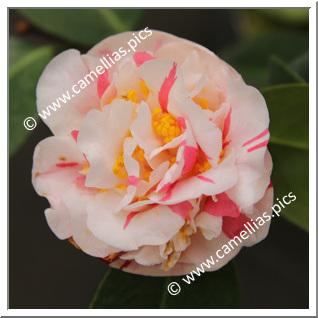 Camellia Japonica 'Sucre d'Orge'