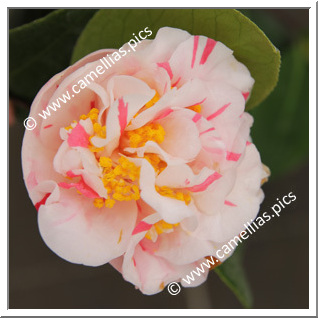 Camellia Japonica 'Sucre d'Orge'