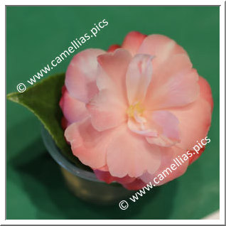 Camellia Japonica 'Sue Kendall'