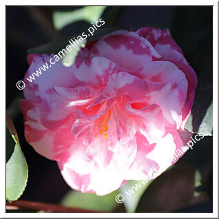 Camellia Japonica 'Sue Kendall Variegated'