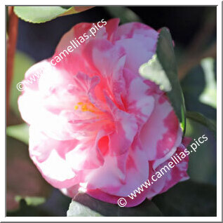 Camellia Japonica 'Sue Kendall Variegated'