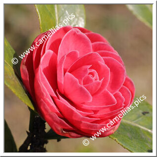 Camellia Japonica 'Sugar Babe'