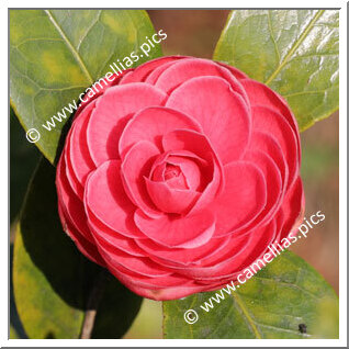 Camellia Japonica 'Sugar Babe'