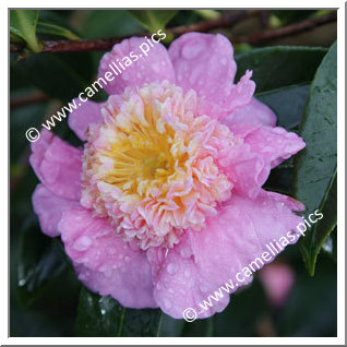 Camellia Hybrid 'Sugar Dream'