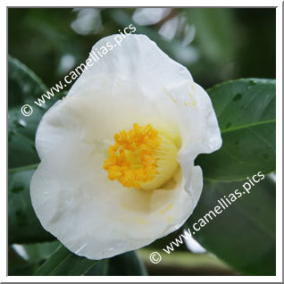 Camellia Japonica 'Suiraku'