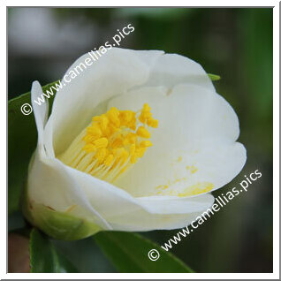 Camellia Japonica 'Suitengu-koimonogatari'