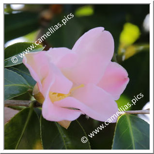 Camellia Wabisuke 'Sukiya'