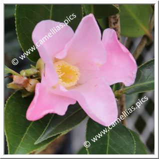 Camellia Wabisuke 'Sukiya'