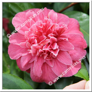 Camellia Japonica 'Sultana'