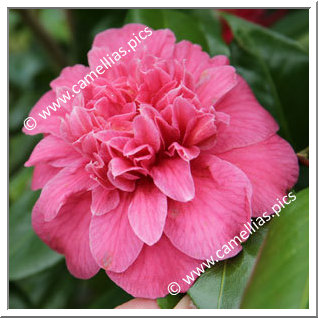 Camellia Japonica 'Sultana'