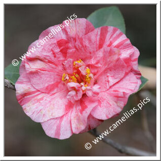 Camellia Japonica 'Sun Dial'