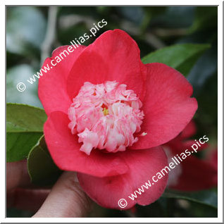 Camellia Japonica 'Sundae'