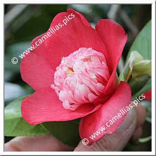 Camellia Japonica 'Sundae'