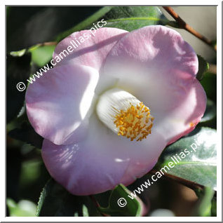 Camellia Japonica 'Sunny Side'