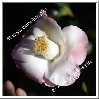 Camellia Japonica 'Sunny Side'