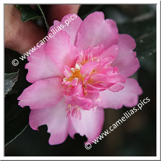 Camellia Sasanqua 'Sunrise Serenade'