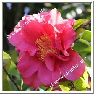 Camellia Japonica 'Sunset Glory'