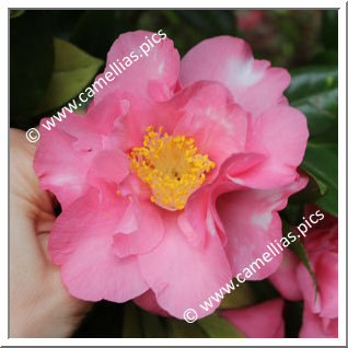 Camellia Japonica 'Sunset Oaks'