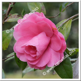 Camellia Hybrid C.x williamsii 'Sun Song'