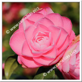 Camellia Hybride C.x williamsii 'Sun Song'