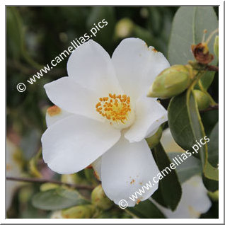 Camellia Hybrid C.x williamsii 'Super Star'