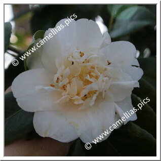 Camellia Japonica 'Surpasse Nobilissima'