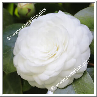 Camellia Japonica 'Surpreza de J. Marques Loureiro'