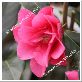 Camellia Hybrid 'Suprise d'Iroise'