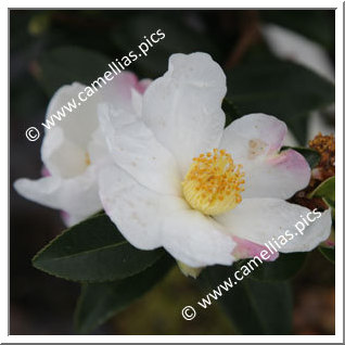 Camellia Hybrid 'Survivor (Parks)'