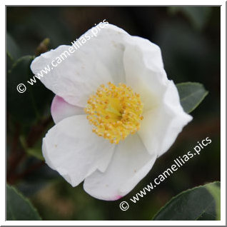 Camellia Hybrid 'Survivor (Parks)'