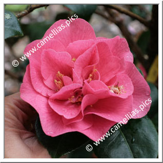 Camellia Japonica 'Susan Shackelford'