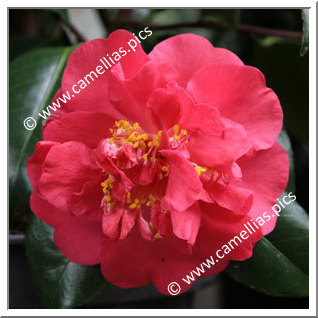 Camellia Japonica 'Sutcliffe's Sunset'