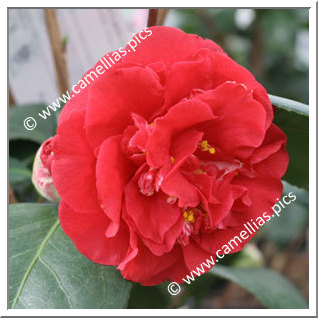 Camellia Japonica 'Sutcliffe's Sunset'