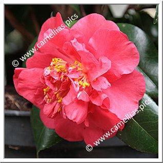 Camellia Japonica 'Sutcliffe's Sunset'