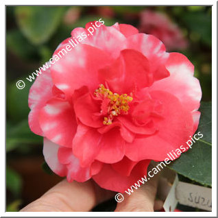 Camellia Japonica 'Suzuka-no-seki'