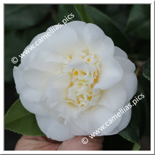 Camellia Japonica 'White Swan (McIlhenny)'
