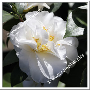 Camellia Japonica 'Swan Lake (Monrovia)'