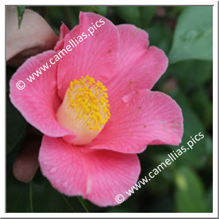 Camellia Japonica 'Sweet Delight'