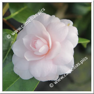 Camellia Japonica 'Sweet Dreams'