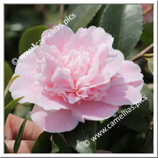 Camellia Hybride 'Sweet Emily Kate'