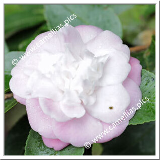 Camellia Hybride 'Sweet Jane'