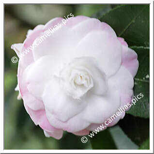 Camellia Hybrid 'Sweet Jane'