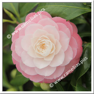 Camellia Japonica 'Sweet Olive'