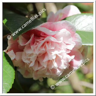 Camellia Japonica 'Sweetiana'